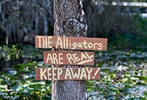 _DSC7680-moo-everglades-fl1
